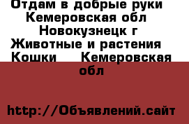 Отдам в добрые руки - Кемеровская обл., Новокузнецк г. Животные и растения » Кошки   . Кемеровская обл.